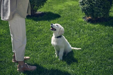 Dog being trained by a human outside