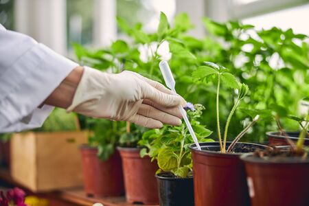 Cropped photo of a hand placing pipette in the pot of wild strawberries