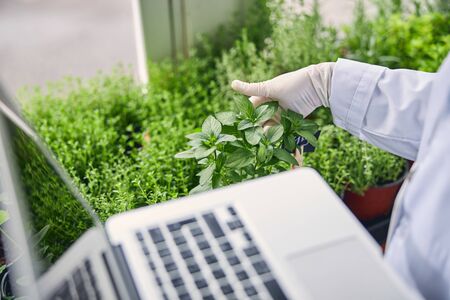 Cropped photo of a female scientist touching the leaves of basil seedlings with a gloved handの写真素材