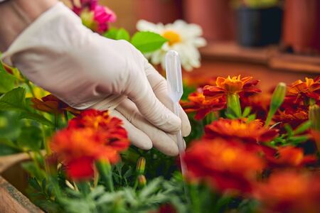 Close up of a Caucasian female hand putting a plastic disposable transfer pipette in the soil