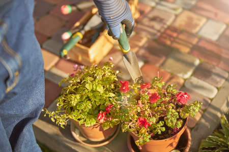 Trowel being used for seasonal repotting of houseplants