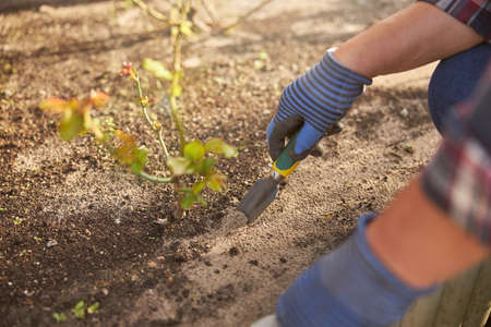 Responsible gardener digging soil with a little shovelの写真素材
