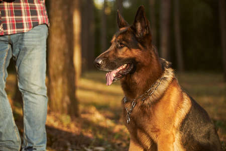 Cute german shepherd getting some outdoor timeの写真素材