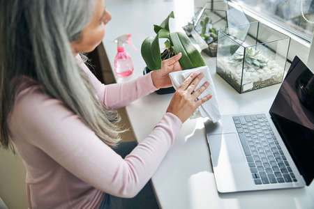 Woman removing dust from houseplant at home