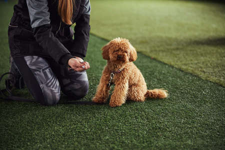 Instructor with a treat in her fist seated by a puppyの写真素材
