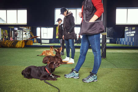 Calm obedient canines undergoing group dog trainingの写真素材