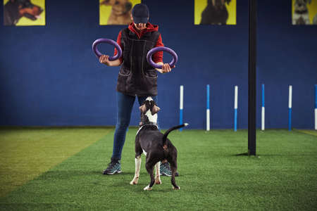Handler using fitness tools during the dog training session