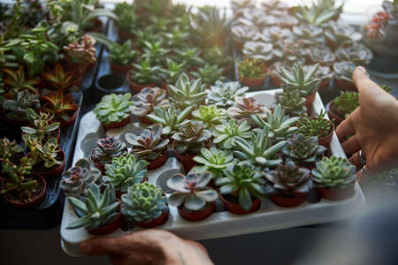 Close up of young man holding potted succulent houseplants while standing by the window at homeの写真素材