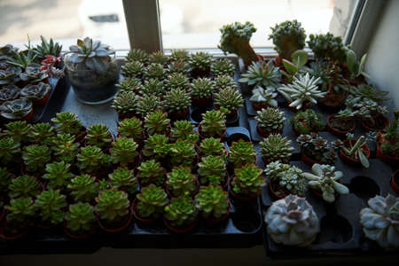 Collection of potted succulent plants on windowsill