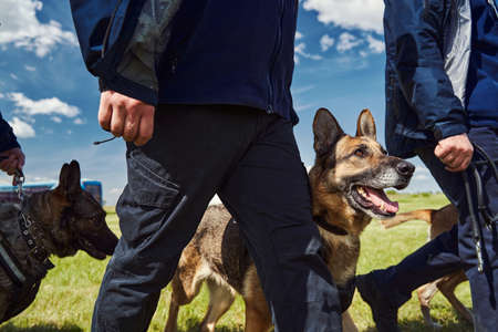 Security workers with detection dogs walking down airfieldの写真素材