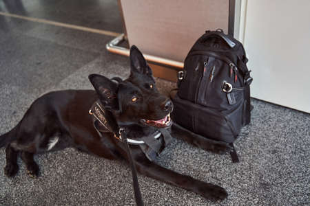 Security detection dog resting on the floor in airport terminalの写真素材
