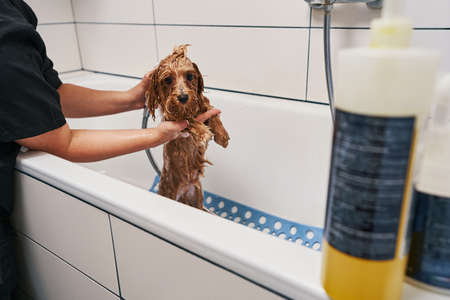 This little boy will be clean and beautifulの写真素材