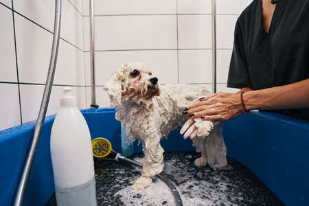 Beautiful fluffy pet being soaped in grooming houseの写真素材
