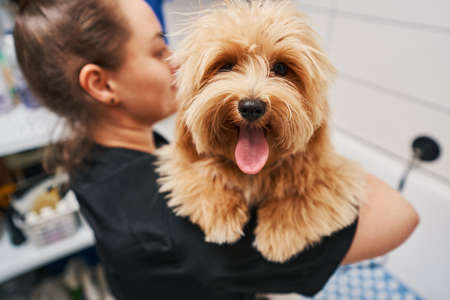 Good boy expressing his joy after groomingの写真素材