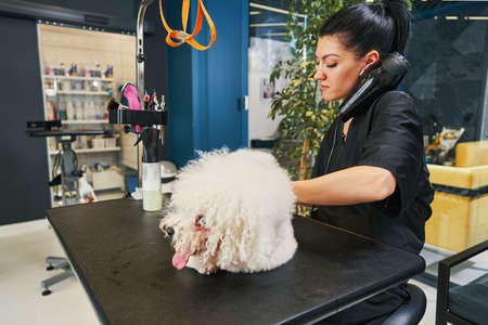 Experienced specialist working in pet grooming salonの写真素材