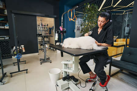 Professional groomer working with her fluffy client