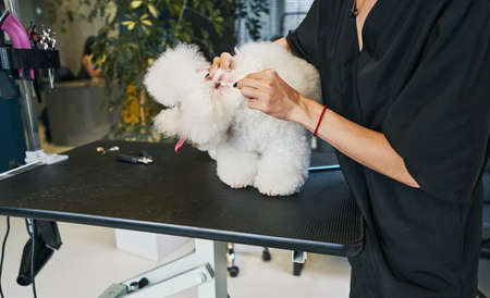 Important procedure of cleaning ears of pets in salon