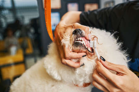 Specialist being careful while dealing with dental careの写真素材