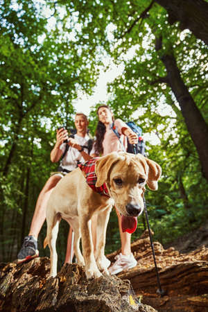 Happy dog having fun with owners in woodの写真素材