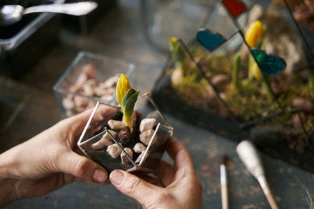 Lady holding glass flower pot with tulip