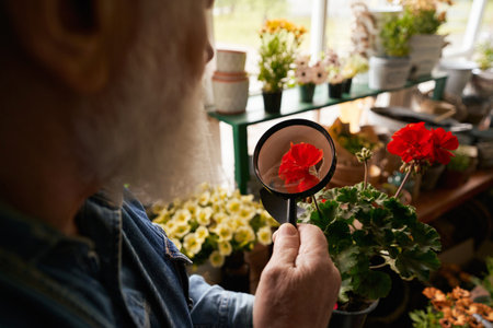 Aged male florist with hydrangea in pot