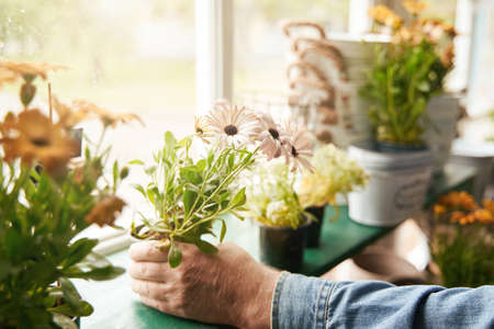 Man is preparing pot plants for sale