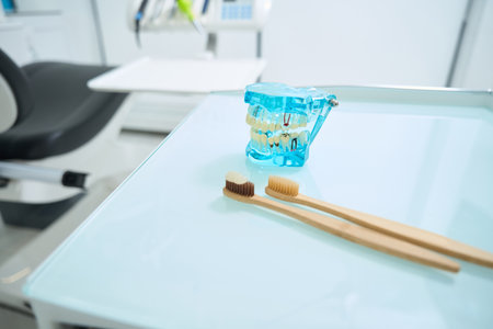 Transparent teeth jaw model and toothbrushes in dental officeの写真素材