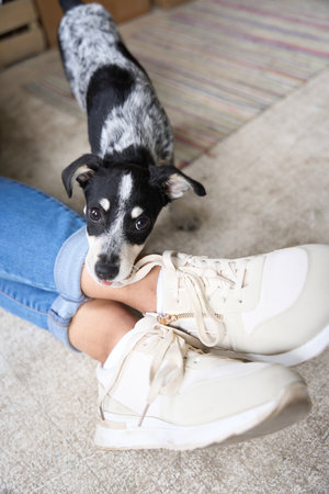 Jolly small dog is biting woman ankles i sneakersの写真素材