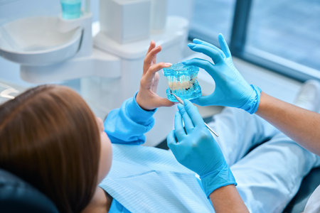 Female doctor holds a model of dentition in her handsの写真素材