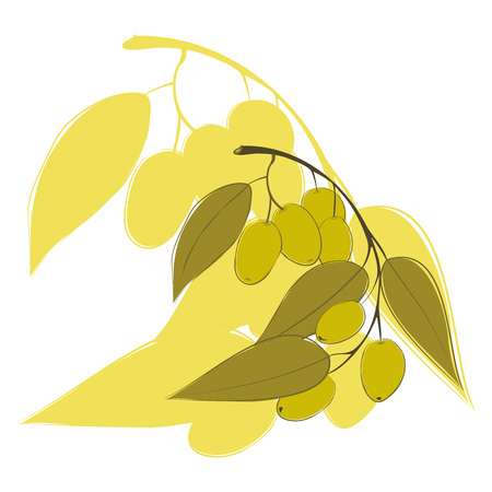 Hand drawing olive branch. Vector illustration, Logo, sign, advertising olives, olive oil for labels, food sketch packaging designのイラスト素材