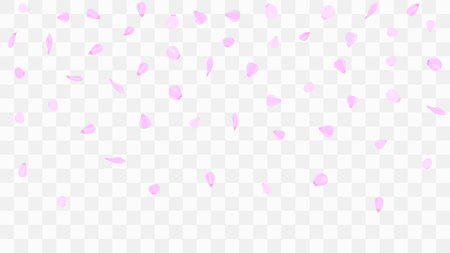 Flying rose petals. Background of flower petals. Confetti from flower petals. Pink petals of blooming cherry, sakura. Female, spring background. Greeting card design elements. Transparent background.のイラスト素材