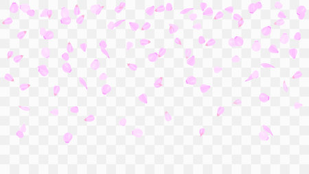 Flying rose petals. Background of flower petals. Confetti from flower petals. Pink petals of blooming cherry, sakura. Female, spring background. Greeting card design elements. Transparent background.のイラスト素材