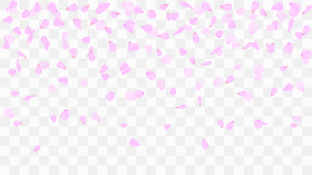 Flying rose petals. Background of flower petals. Confetti from flower petals. Pink petals of blooming cherry, sakura. Female, spring background. Greeting card design elements. Transparent background.のイラスト素材