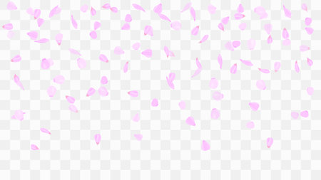 Flying rose petals. Background of flower petals. Confetti from flower petals. Pink petals of blooming cherry, sakura. Female, spring background. Greeting card design elements. Transparent background.のイラスト素材