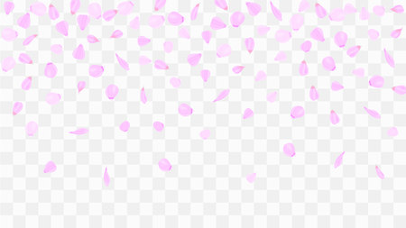 Flying rose petals. Background of flower petals. Confetti from flower petals. Pink petals of blooming cherry, sakura. Female, spring background. Greeting card design elements. Transparent background.のイラスト素材