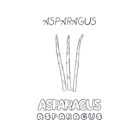 Asparagus isolate on white background. Word, letters asparagus on white background. Line art hand drawn asparagus sprouts. Monochrome sign, symbol. Badge vegetable. Healthy food for wrapping, banner.のイラスト素材