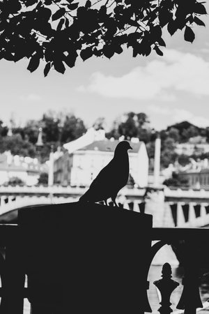 Pigeon on the bridge in Budapest, Hungary. Black and white photo.の写真素材