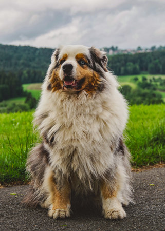 Shepherd dog sitting on the road in the meadow and looking at the cameraの写真素材