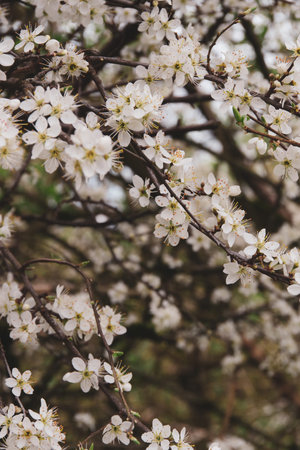 Branches of blossoming apricot tree with white flowers. with background blur.