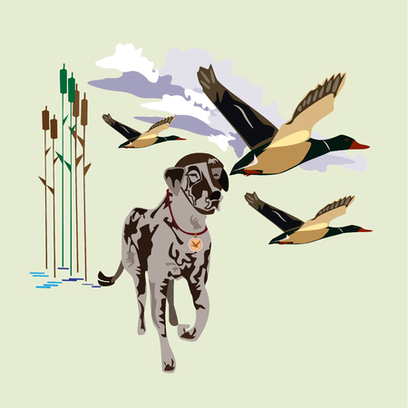 Vector illustration of hunting dog english pointer and flying ducks, flat style design elements.のイラスト素材