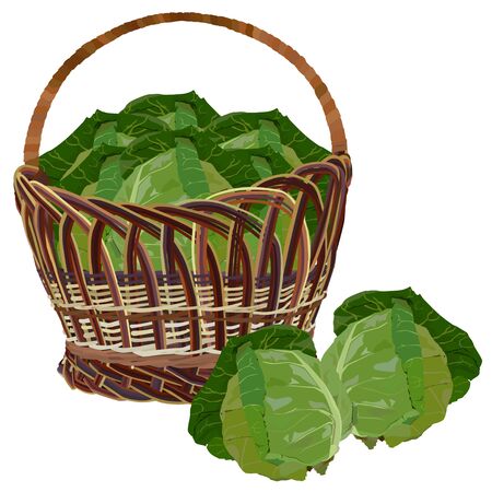 Wicker basket full of fresh white cabbage, vector isolated illustrationのイラスト素材