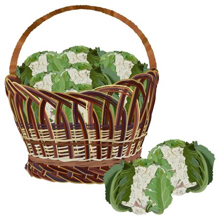 Wicker basket full of fresh cauliflower, vector isolated illustrationのイラスト素材