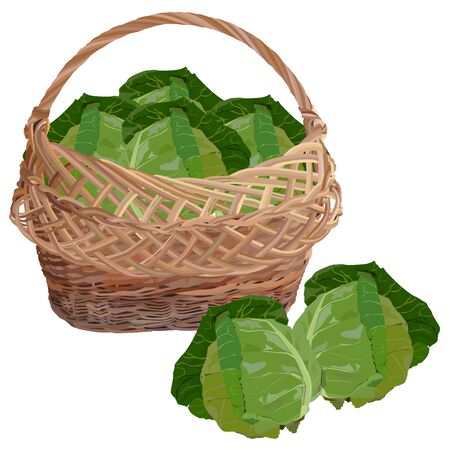 Wicker basket full of fresh white cabbage, vector isolated illustrationのイラスト素材