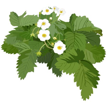 Garden strawberry plant blossom, vector flat isolated illustrationのイラスト素材