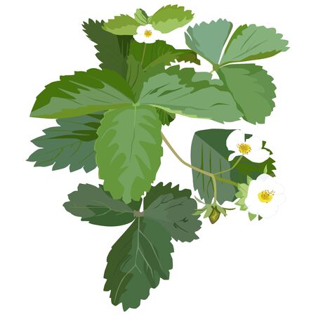 Garden strawberry plant blossom, vector flat isolated illustrationのイラスト素材
