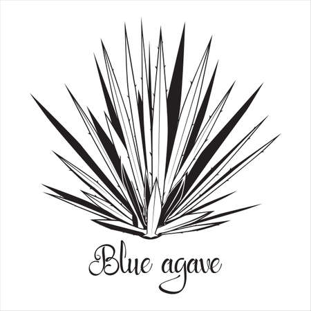 Tequila agave black silhouette. Vector illustration isolated on white background. Blue agave succulent plant stencilのイラスト素材