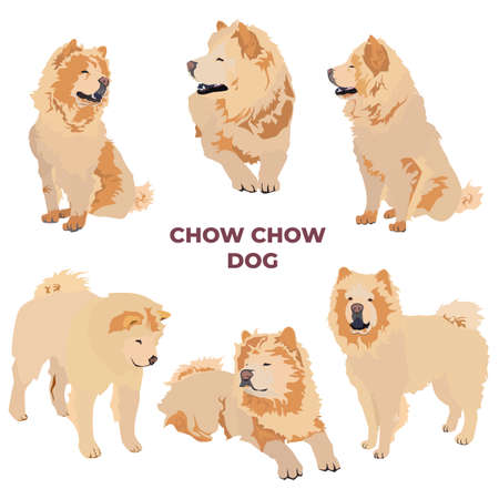 Cream chow chow dog breed. Cute pet dog animal set, vector illustrationのイラスト素材