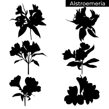Alstroemeria Peruvian lily tropical flower black silhouettes vector illustrationのイラスト素材