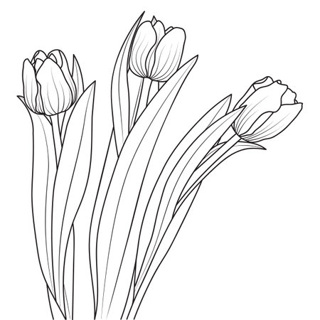 Line art tulip flowers, vector isolated illustrationのイラスト素材