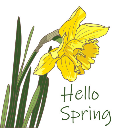Blooming Yellow Daffodil Narcissus Spring Flowerのイラスト素材
